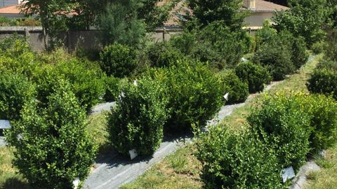 Une visite des essais de diversification sur le buis est prévue en juin 2021 à la station du GIE Astredhor Sud-Ouest, dans le cadre du programme SaveBuxus II. ©L. Hespel